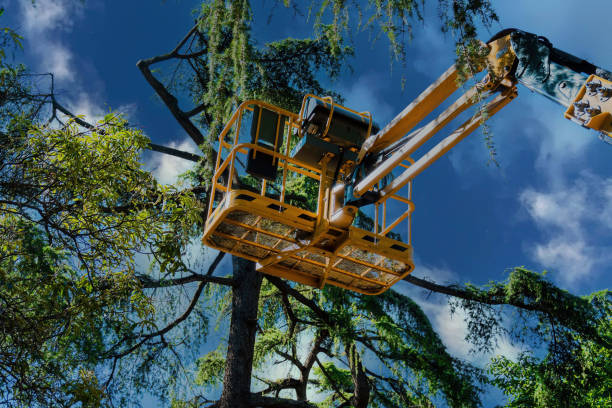 How Our Tree Care Process Works  in Springville, NY